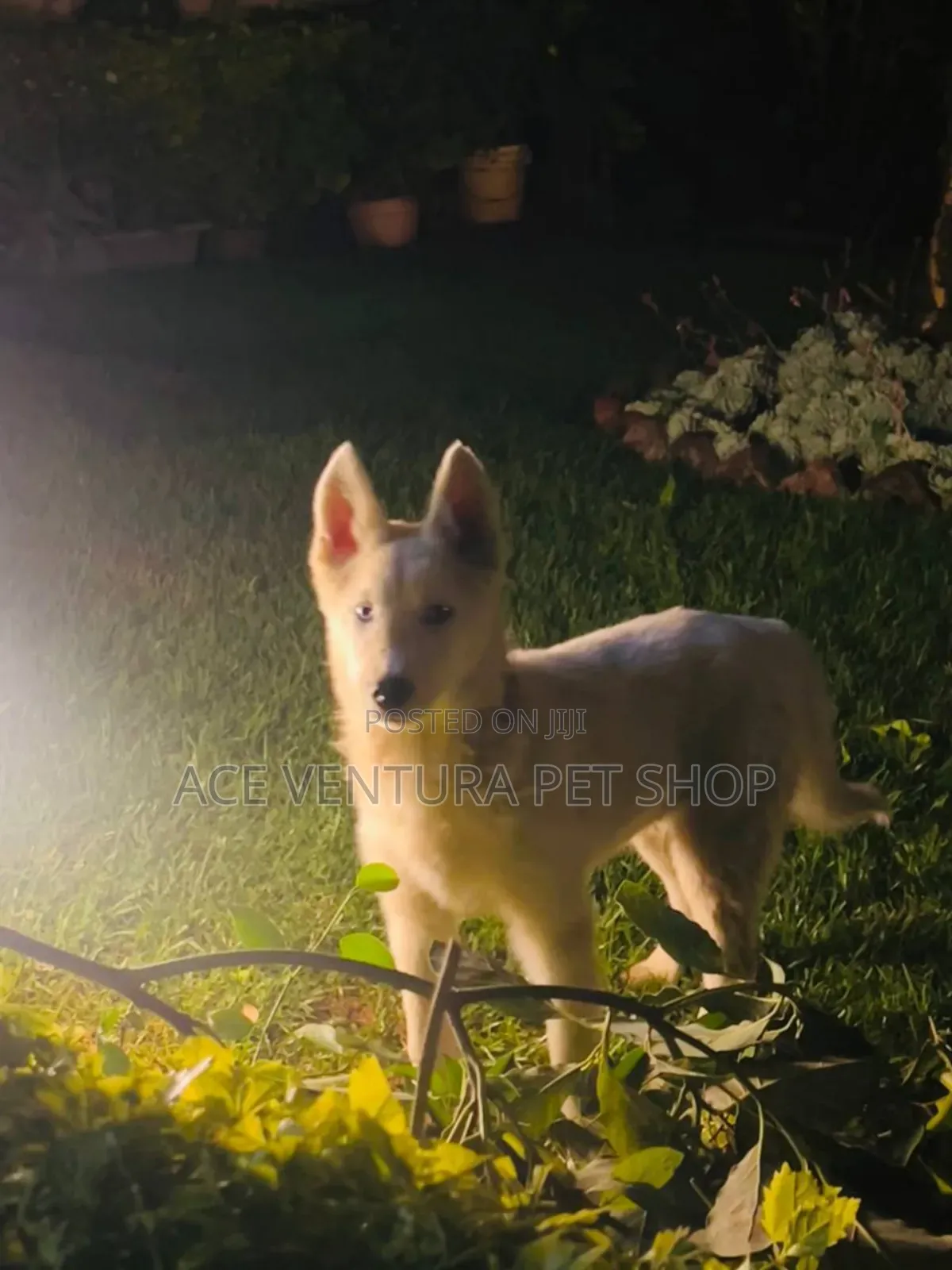 1-3 months Male Purebred German Shepherd