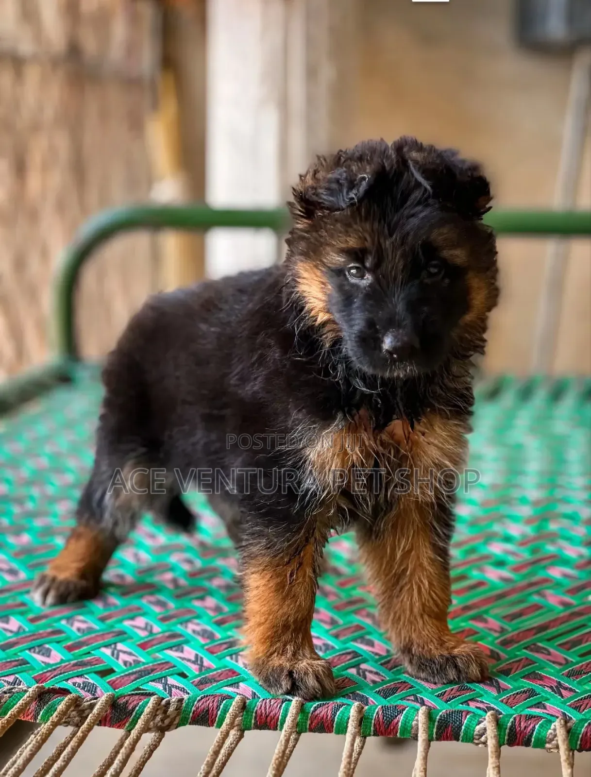 1-3 months Male Purebred German Shepherd