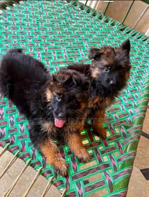 1-3 months Male Purebred German Shepherd