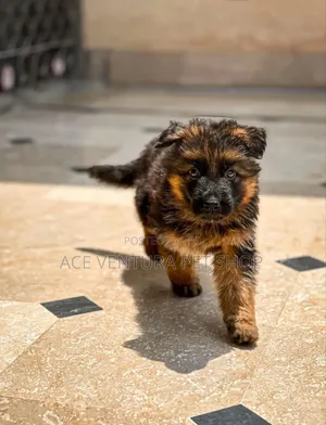 1-3 months Male Purebred German Shepherd