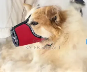 Photo - Dog Muzzles /Mask