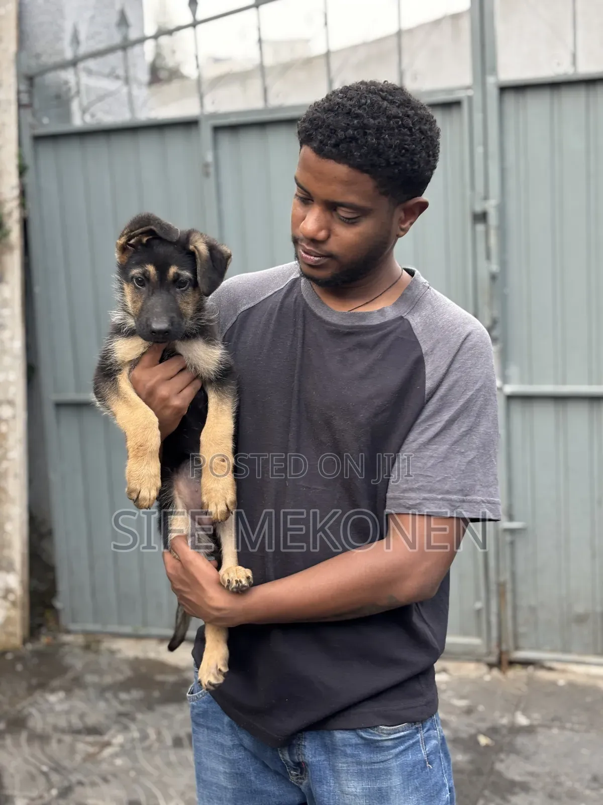 1-3 months Male Purebred German Shepherd