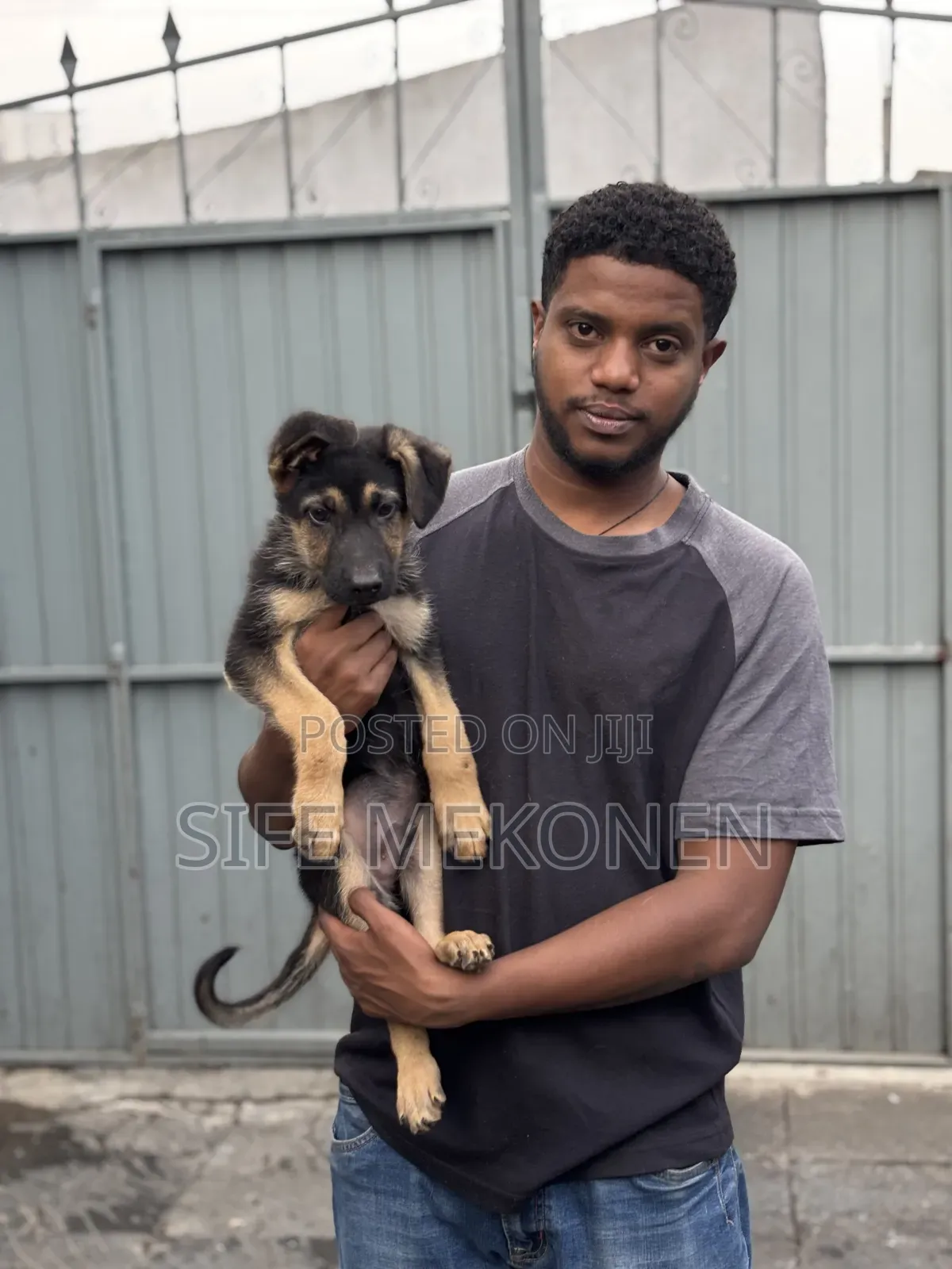 1-3 months Male Purebred German Shepherd