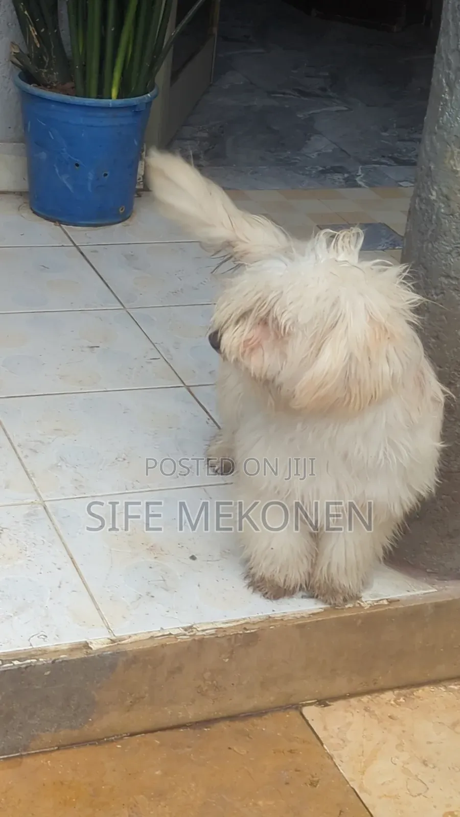 6-12 months Male Purebred Maltese