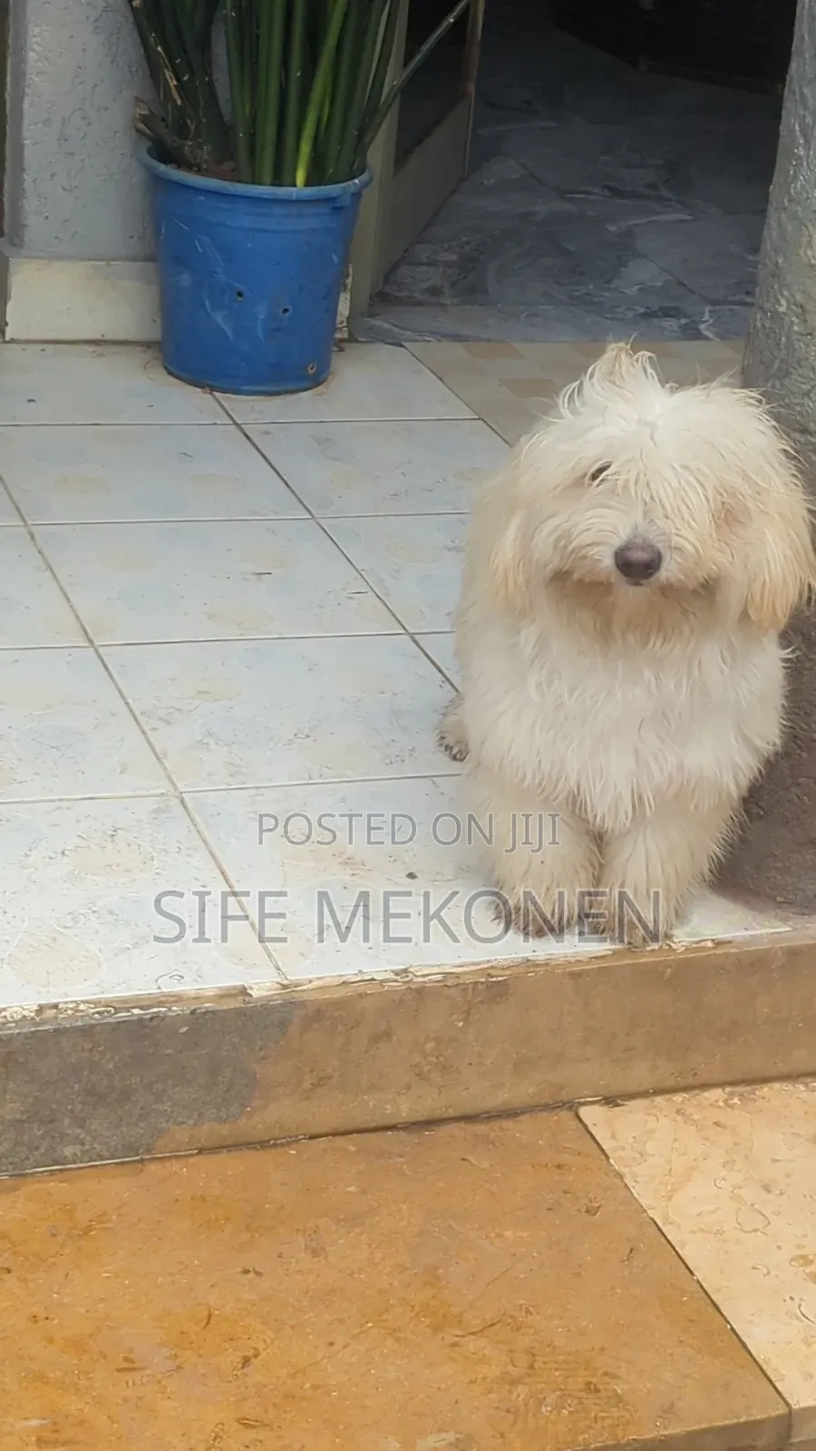 6-12 months Male Purebred Maltese