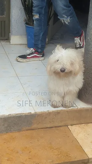 6-12 months Male Purebred Maltese