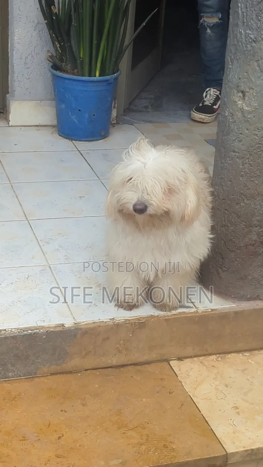 6-12 months Male Purebred Maltese