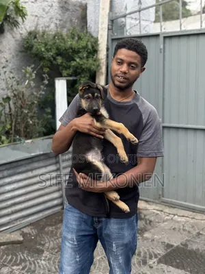 1-3 months Male Purebred German Shepherd