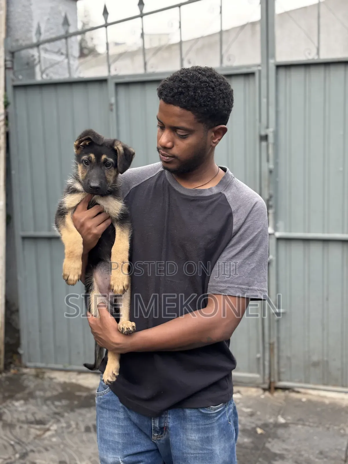 1-3 months Male Purebred German Shepherd