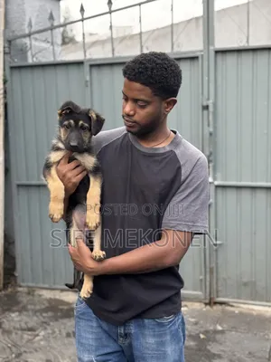 Photo - 1-3 months Male Purebred German Shepherd