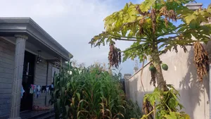 4bdrm House in East Shewa for rent