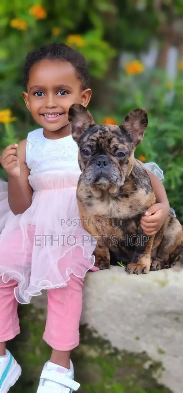 6-12 months Male Purebred French Bulldog