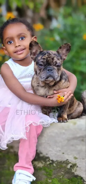 6-12 months Male Purebred French Bulldog