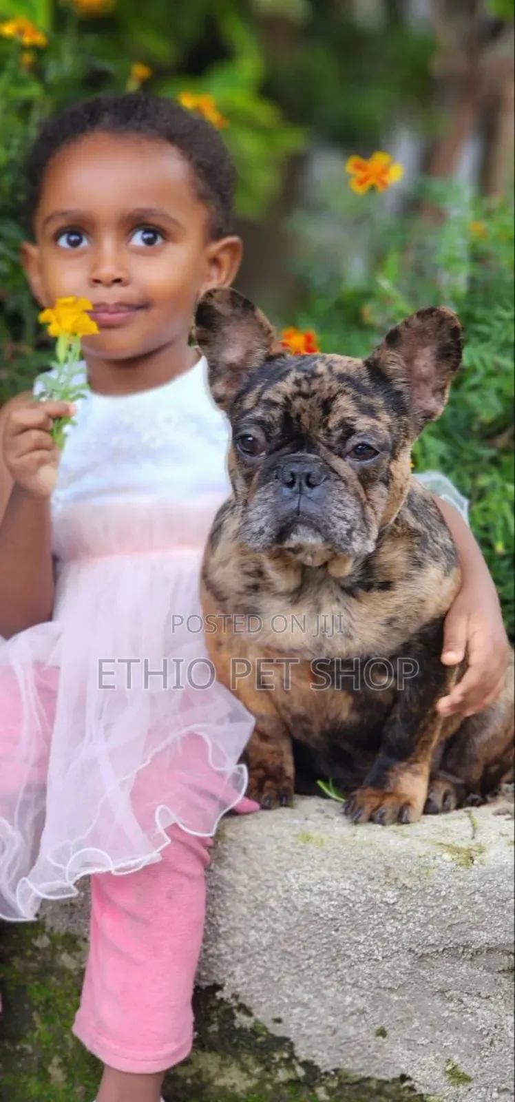 6-12 months Male Purebred French Bulldog