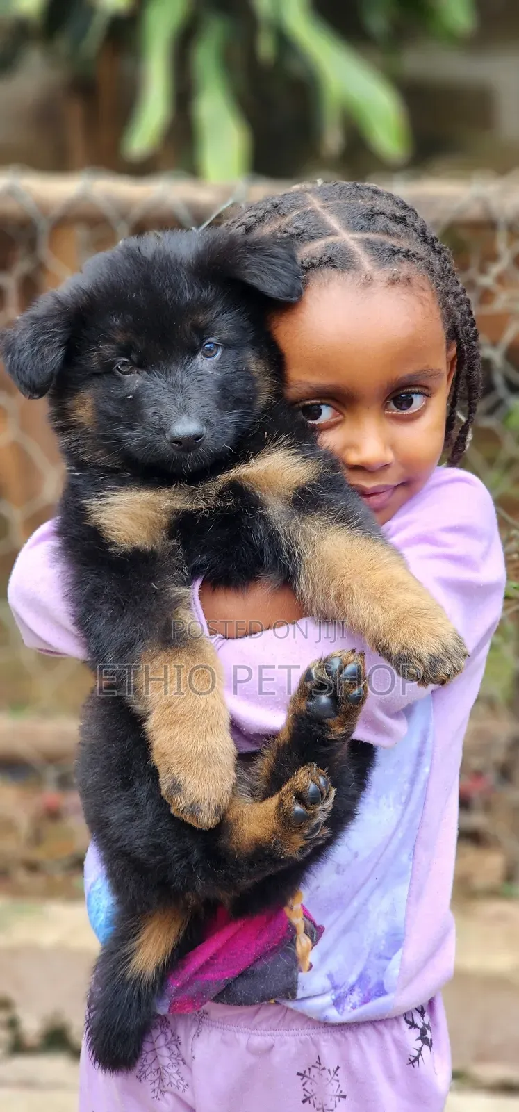 1-3 months Male Purebred German Shepherd