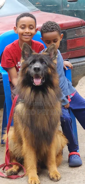 1-3 months Male Purebred German Shepherd