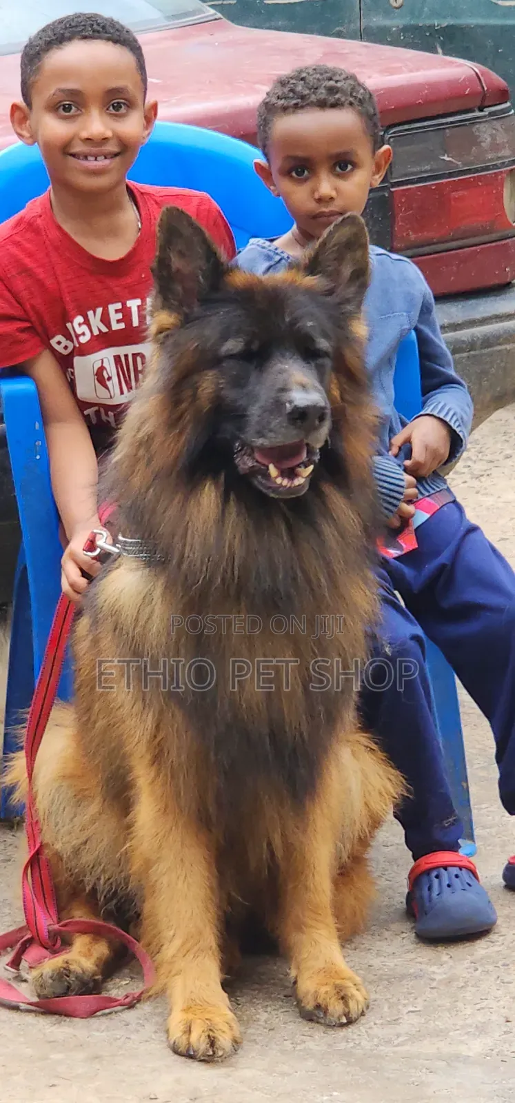 1-3 months Male Purebred German Shepherd