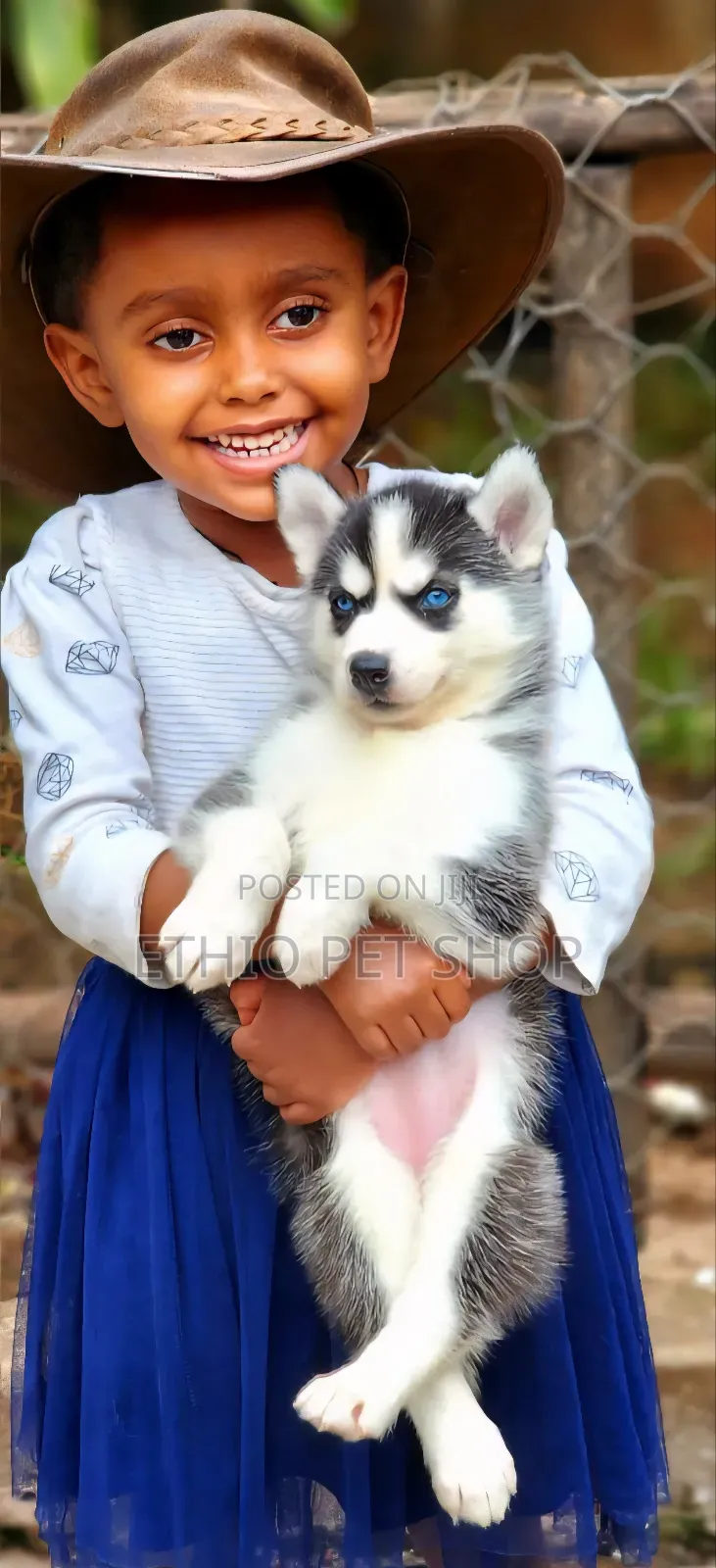 1-3 months Male Purebred Siberian Husky