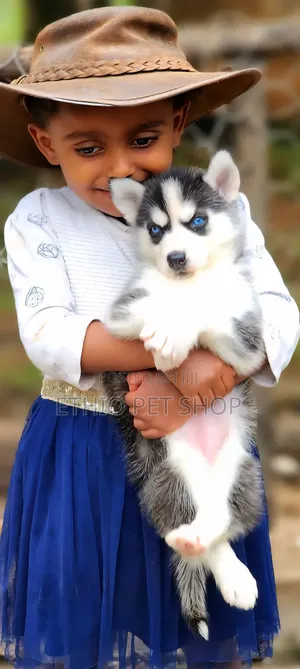 1-3 months Male Purebred Siberian Husky