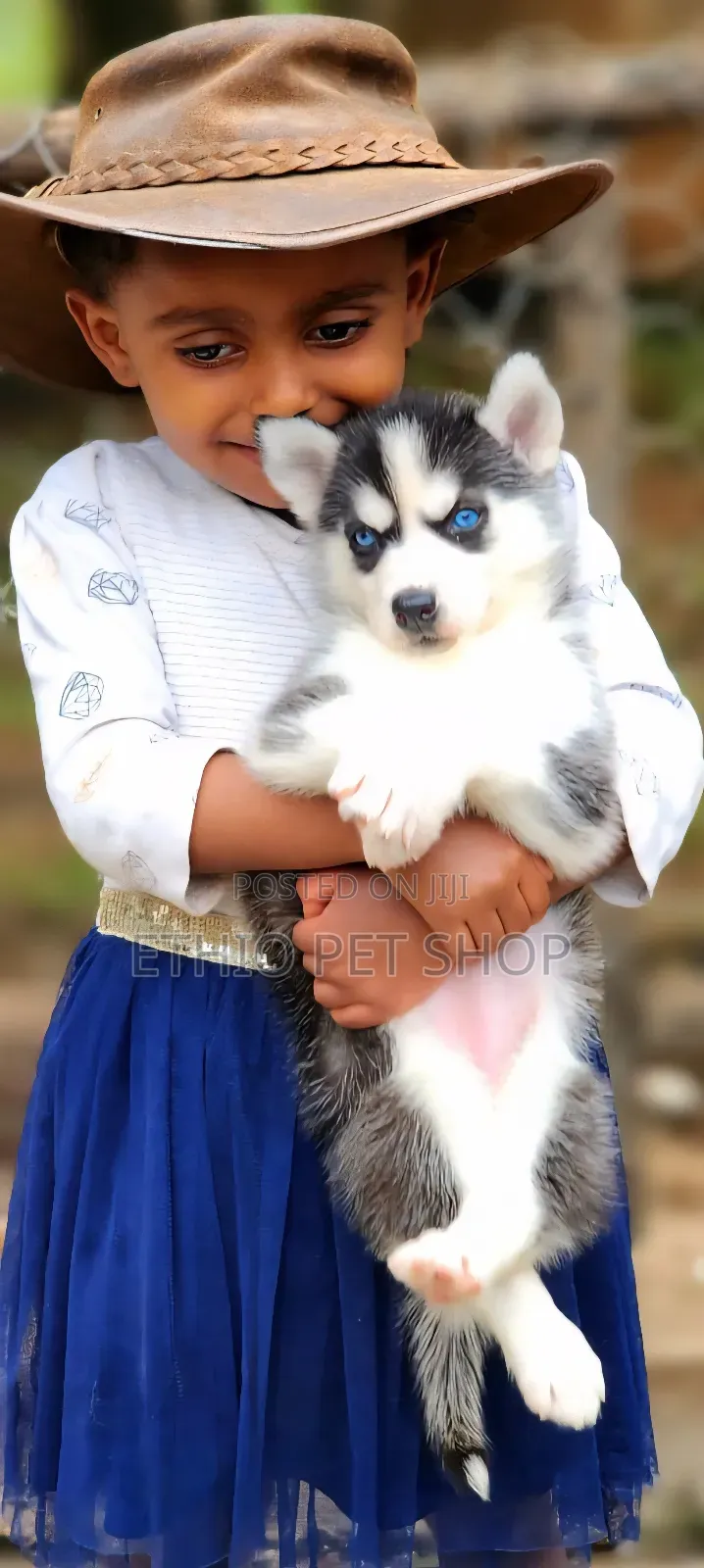 1-3 months Male Purebred Siberian Husky