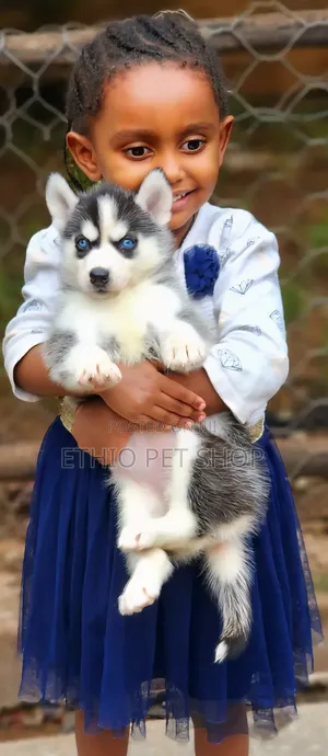 1-3 months Male Purebred Siberian Husky
