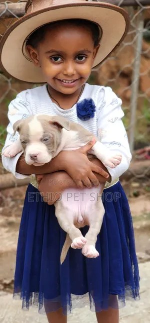 Photo - 1-3 months Female Purebred American Bully