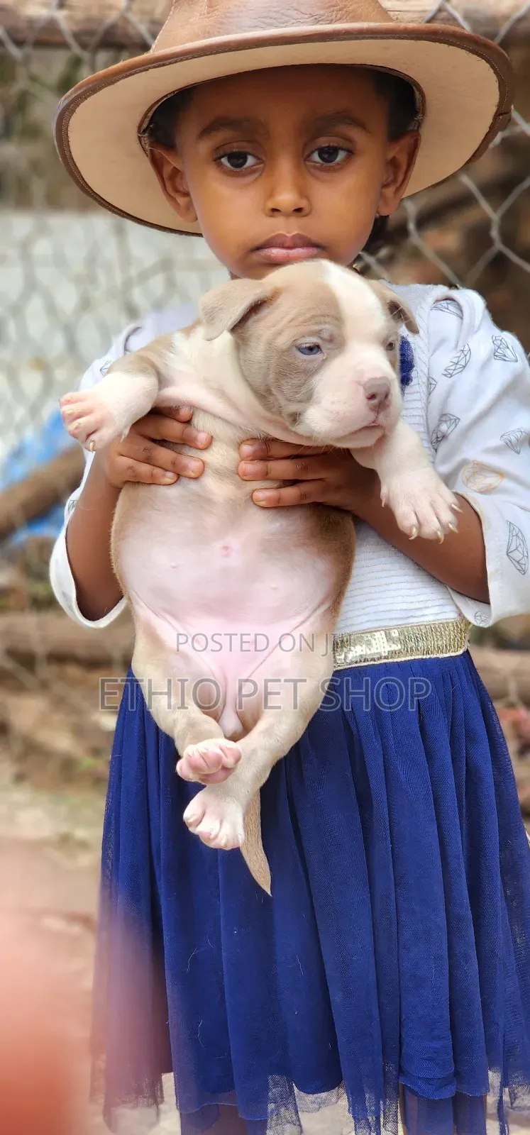 1-3 months Female Purebred American Bully