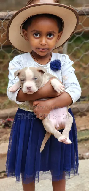 1-3 months Female Purebred American Bully