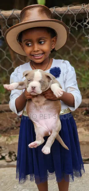 1-3 months Female Purebred American Bully