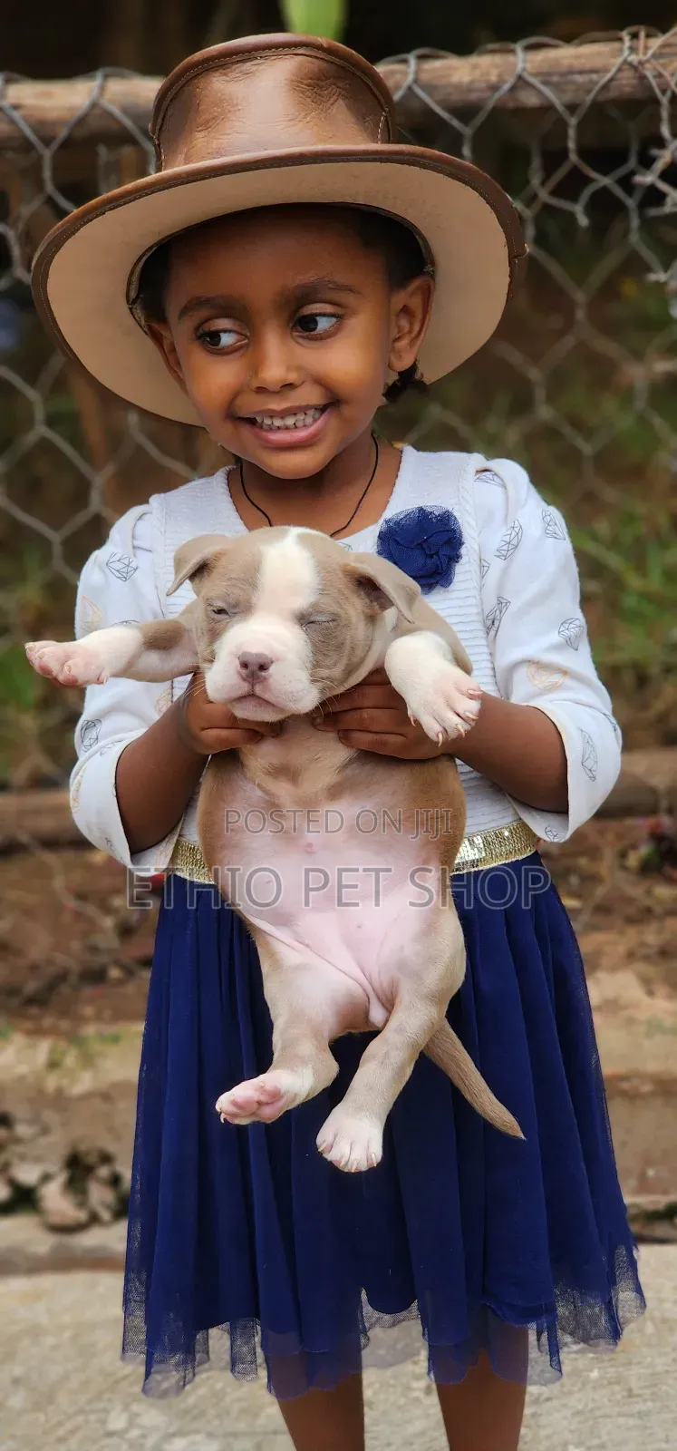 1-3 months Female Purebred American Bully