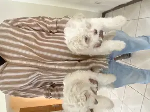 1-3 months Male Purebred Maltese