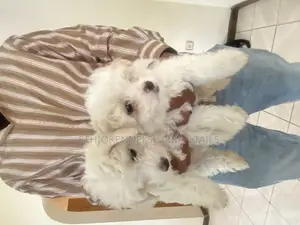 Photo - 1-3 months Male Purebred Maltese