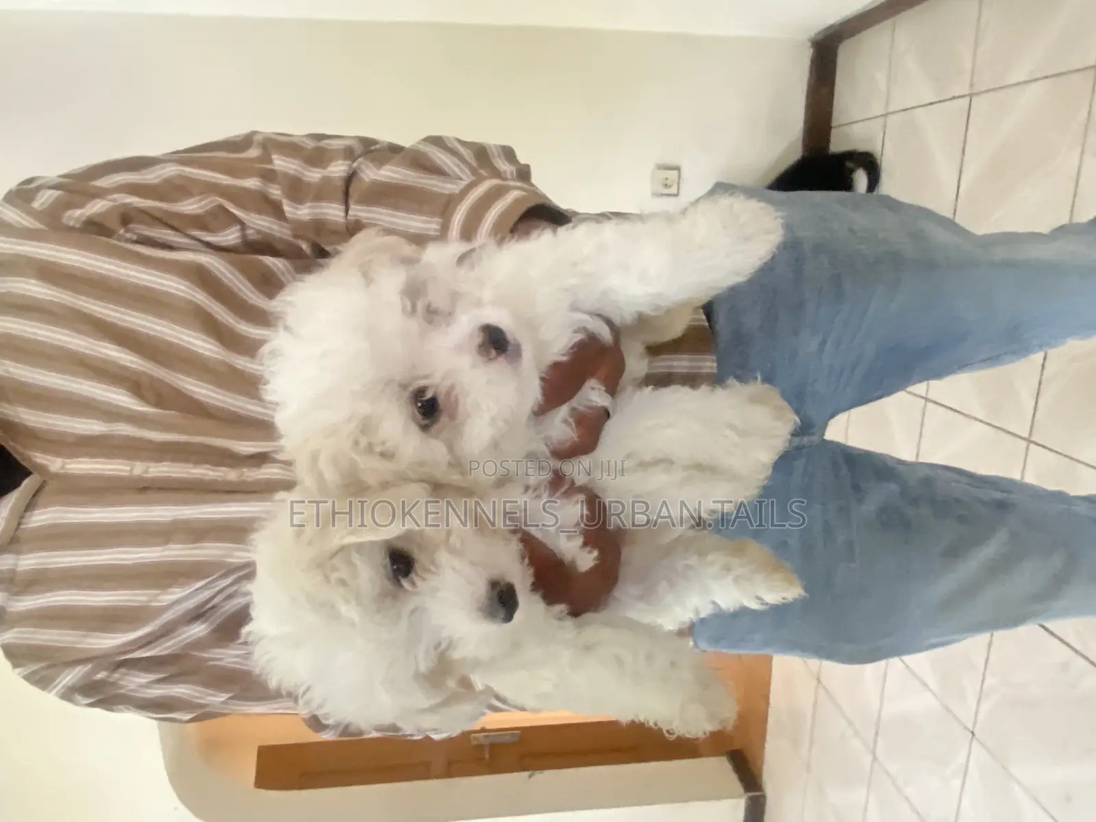 1-3 months Male Purebred Maltese