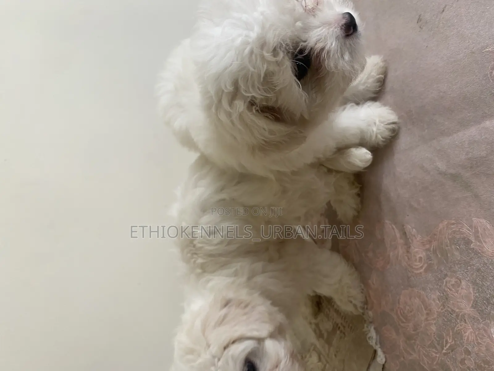 1-3 months Male Purebred Maltese