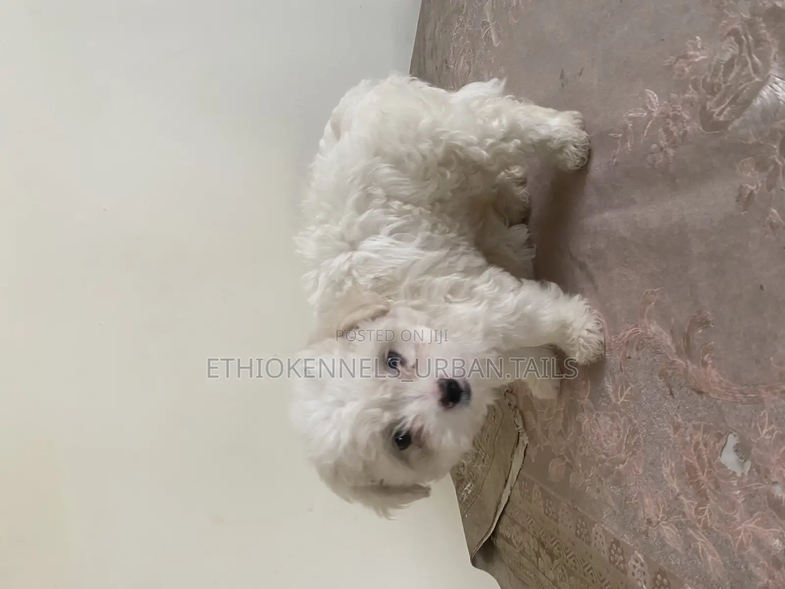 1-3 months Male Purebred Maltese
