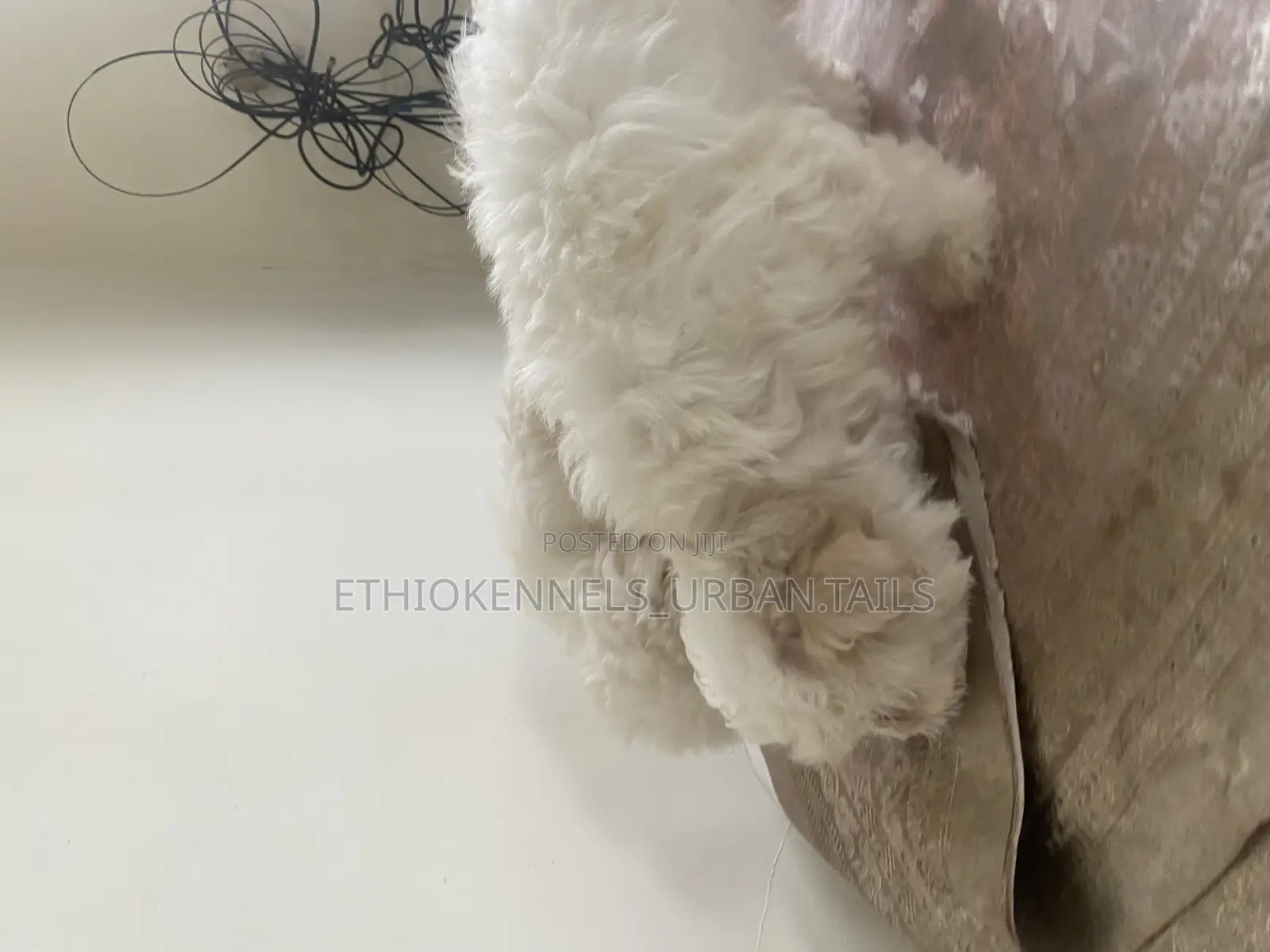 1-3 months Male Purebred Maltese