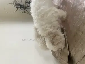 1-3 months Male Purebred Maltese