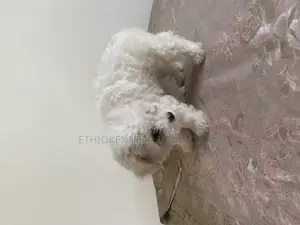 Photo - 1-3 months Male Purebred Maltese