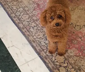 Photo - 6-12 months Female Purebred Poodle