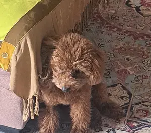 6-12 months Female Purebred Poodle