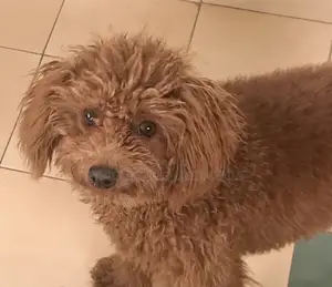 6-12 months Female Purebred Poodle