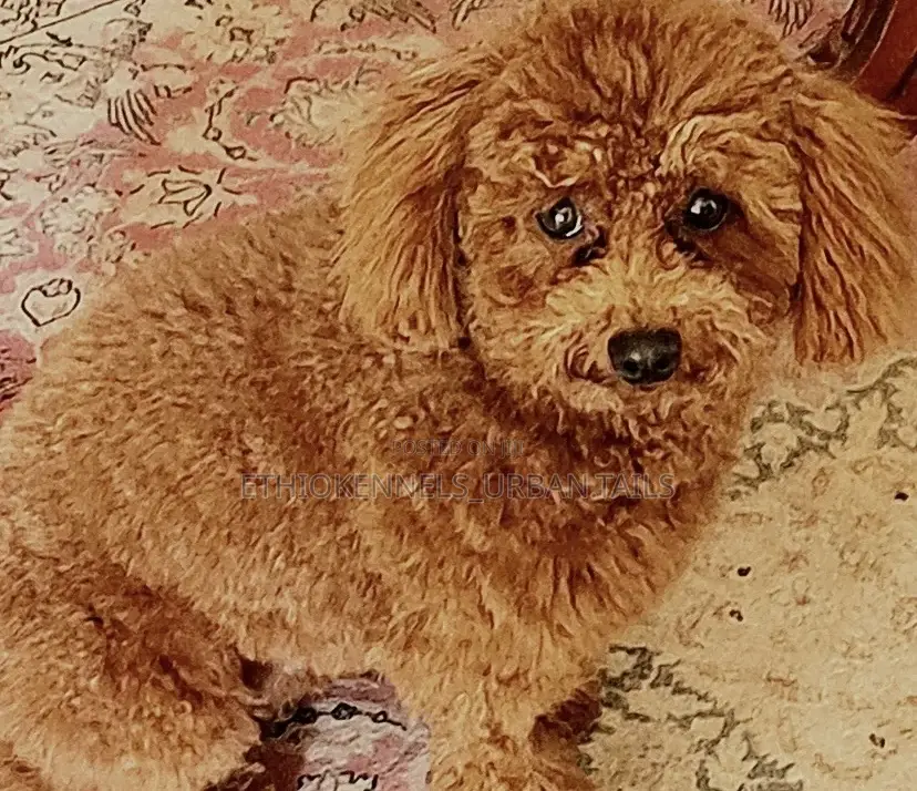 6-12 months Female Purebred Poodle