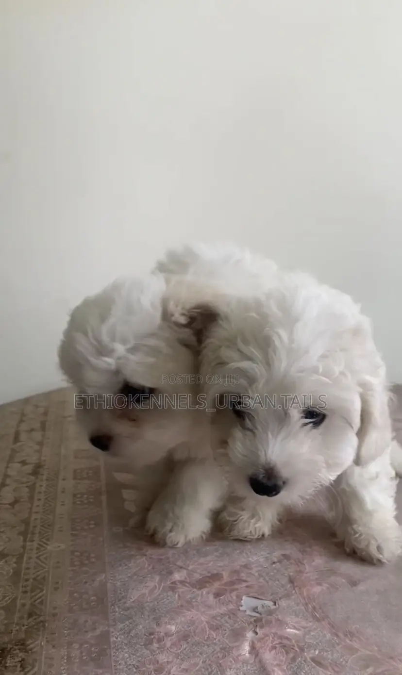 1-3 months Male Purebred Maltese