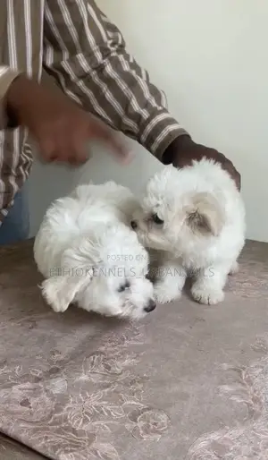 1-3 months Male Purebred Maltese