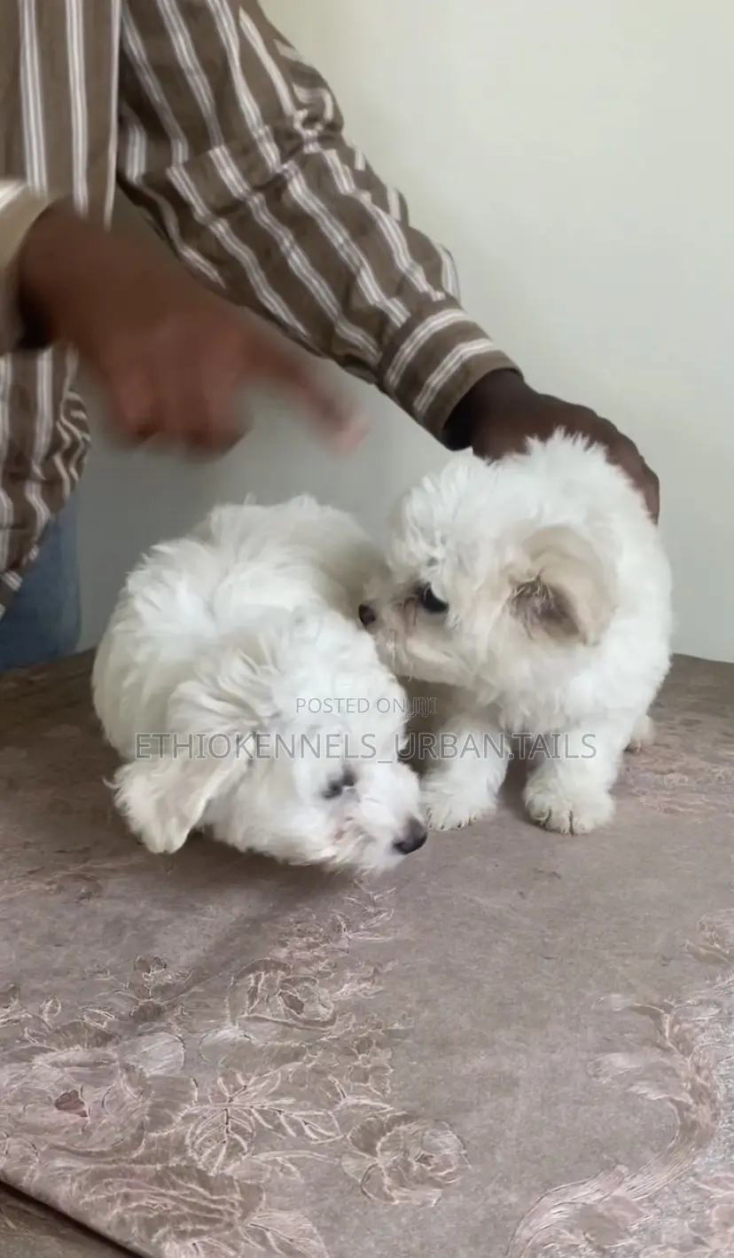 1-3 months Male Purebred Maltese