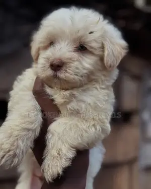 Photo - 1-3 months Male Purebred Maltese
