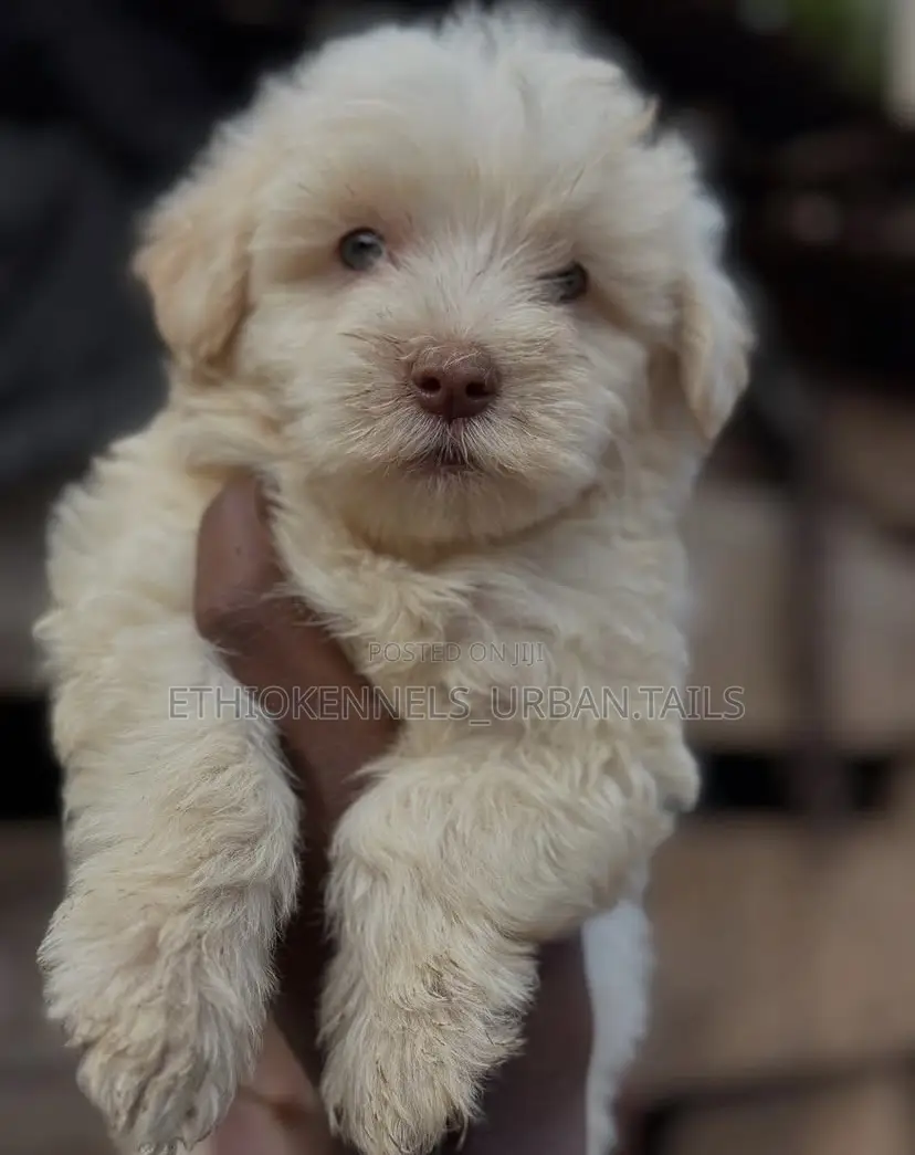 1-3 months Male Purebred Maltese