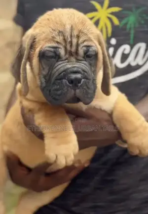 Photo - 1-3 months Male Purebred Bullmastiff