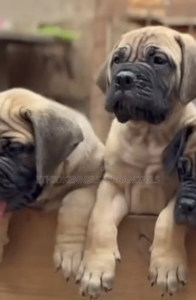 1-3 months Male Purebred Bullmastiff