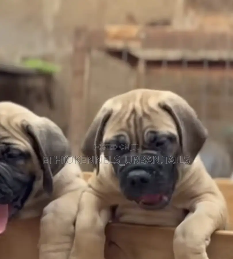 1-3 months Male Purebred Bullmastiff